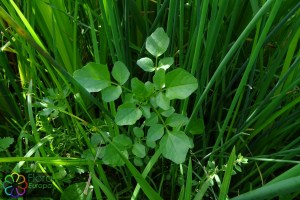 Nasturtium_microphyllum (9)9.jpg_product_product